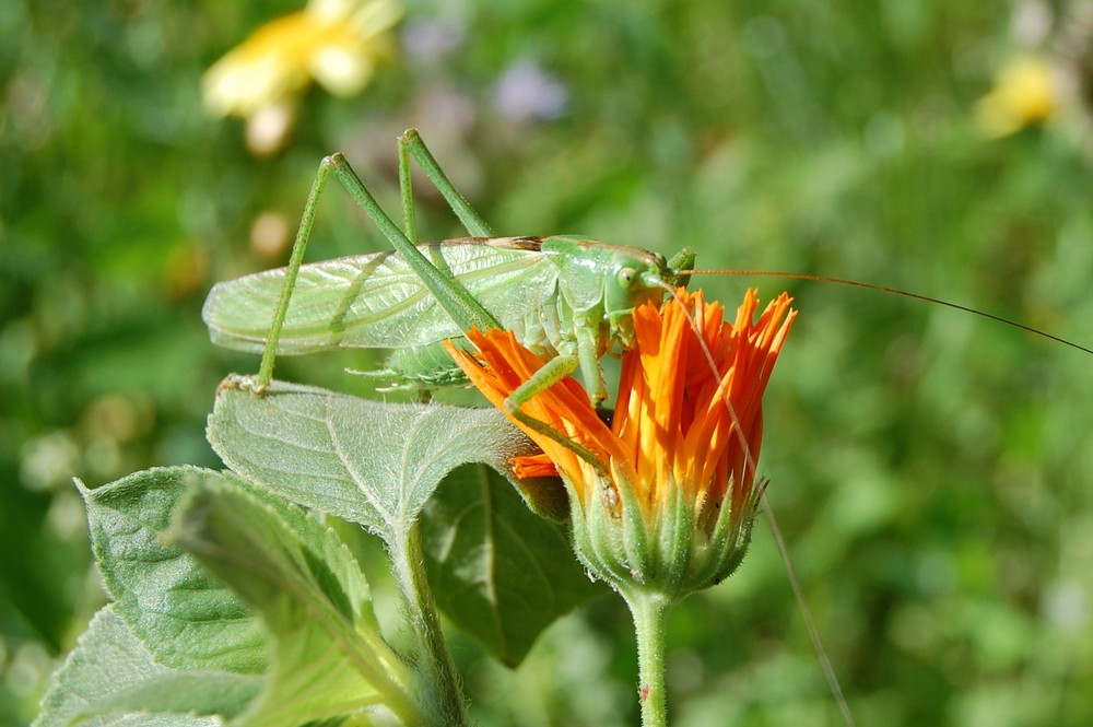 Grasshüpfer 2