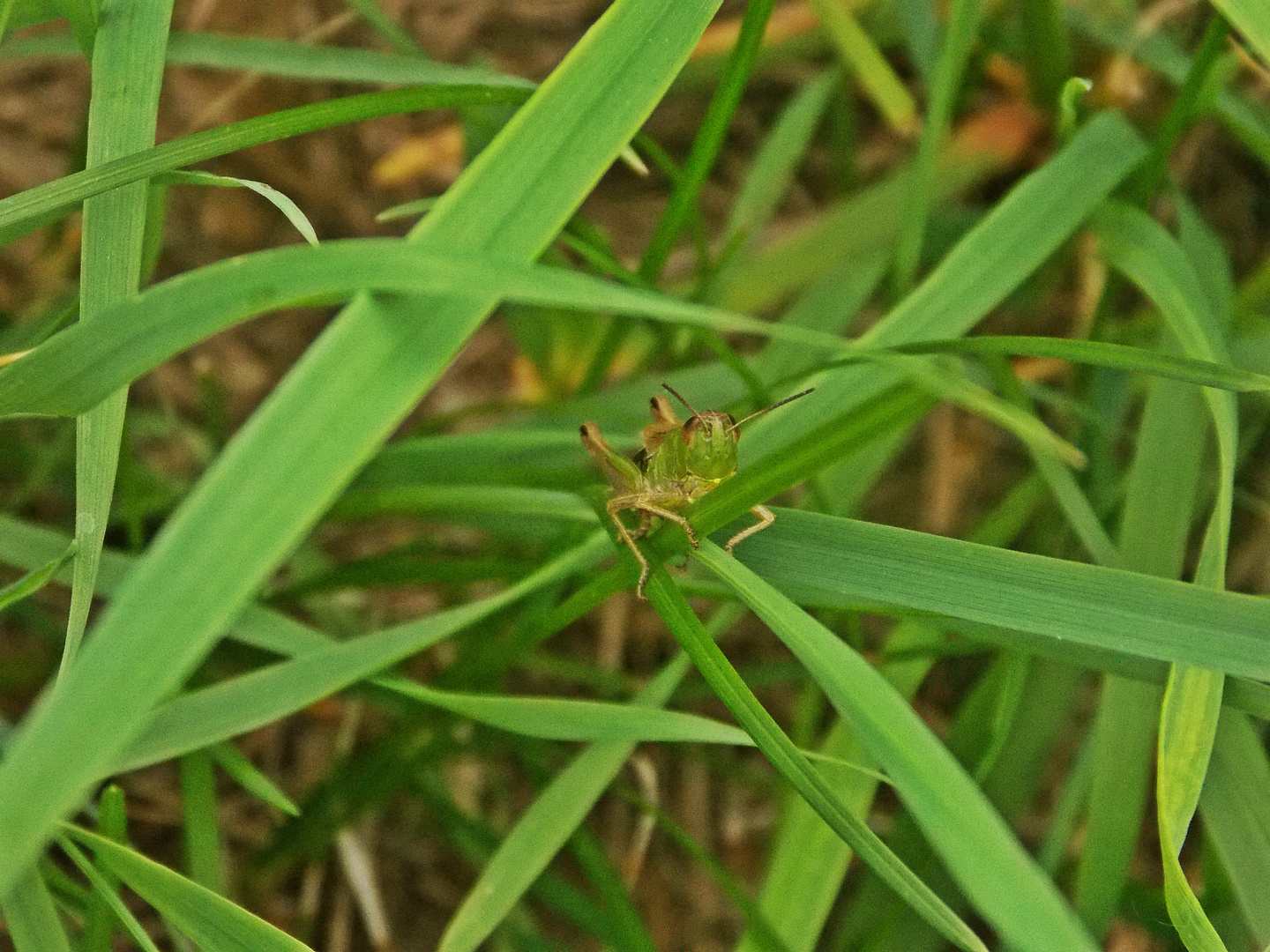 Grasshüpfer