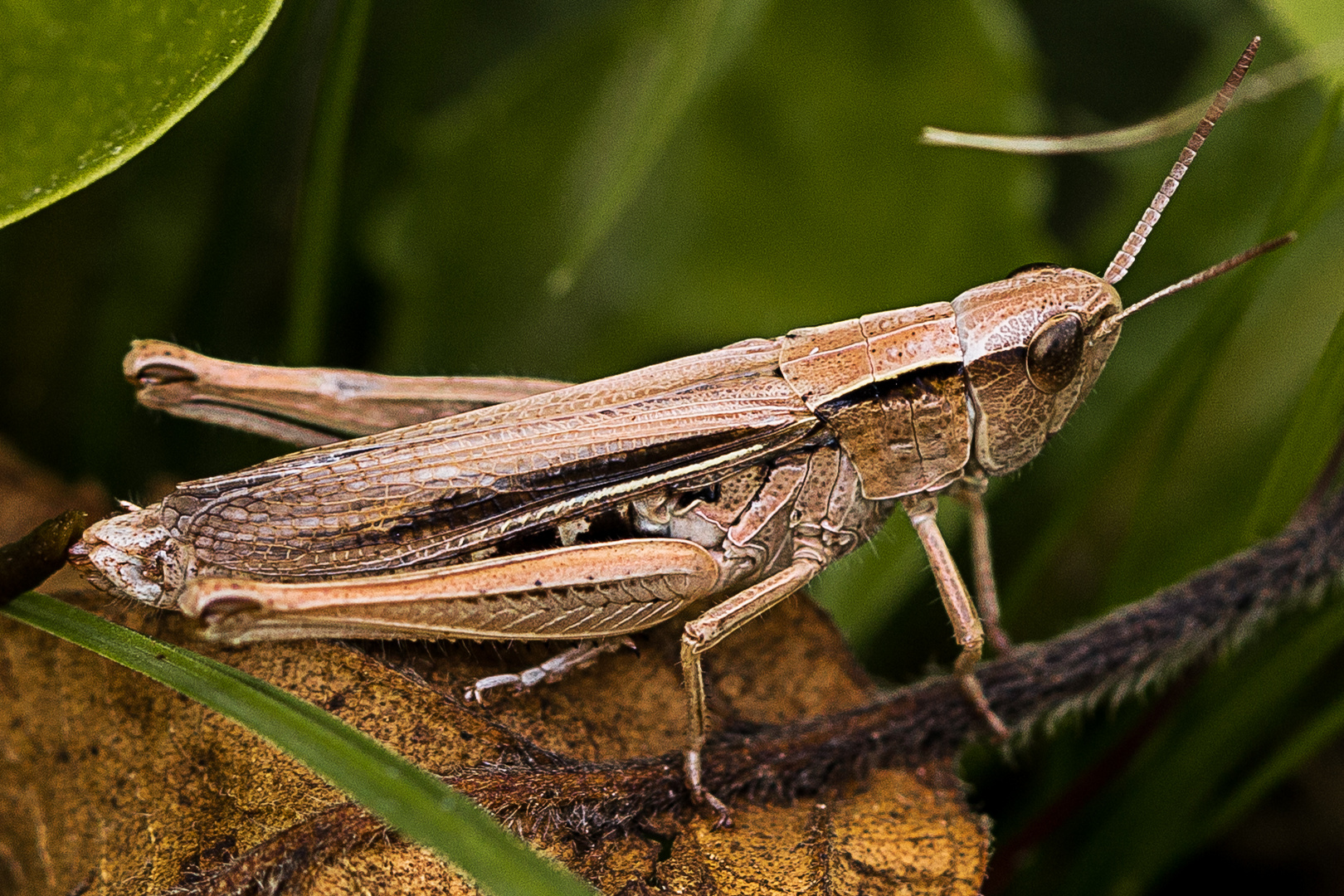 Grasshüpfer