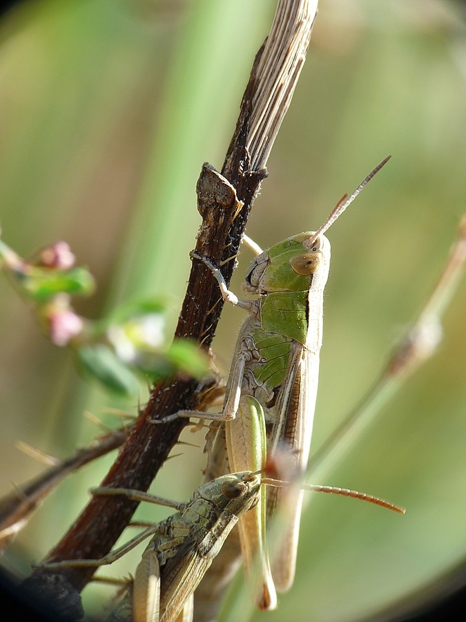 Grasshüpfer