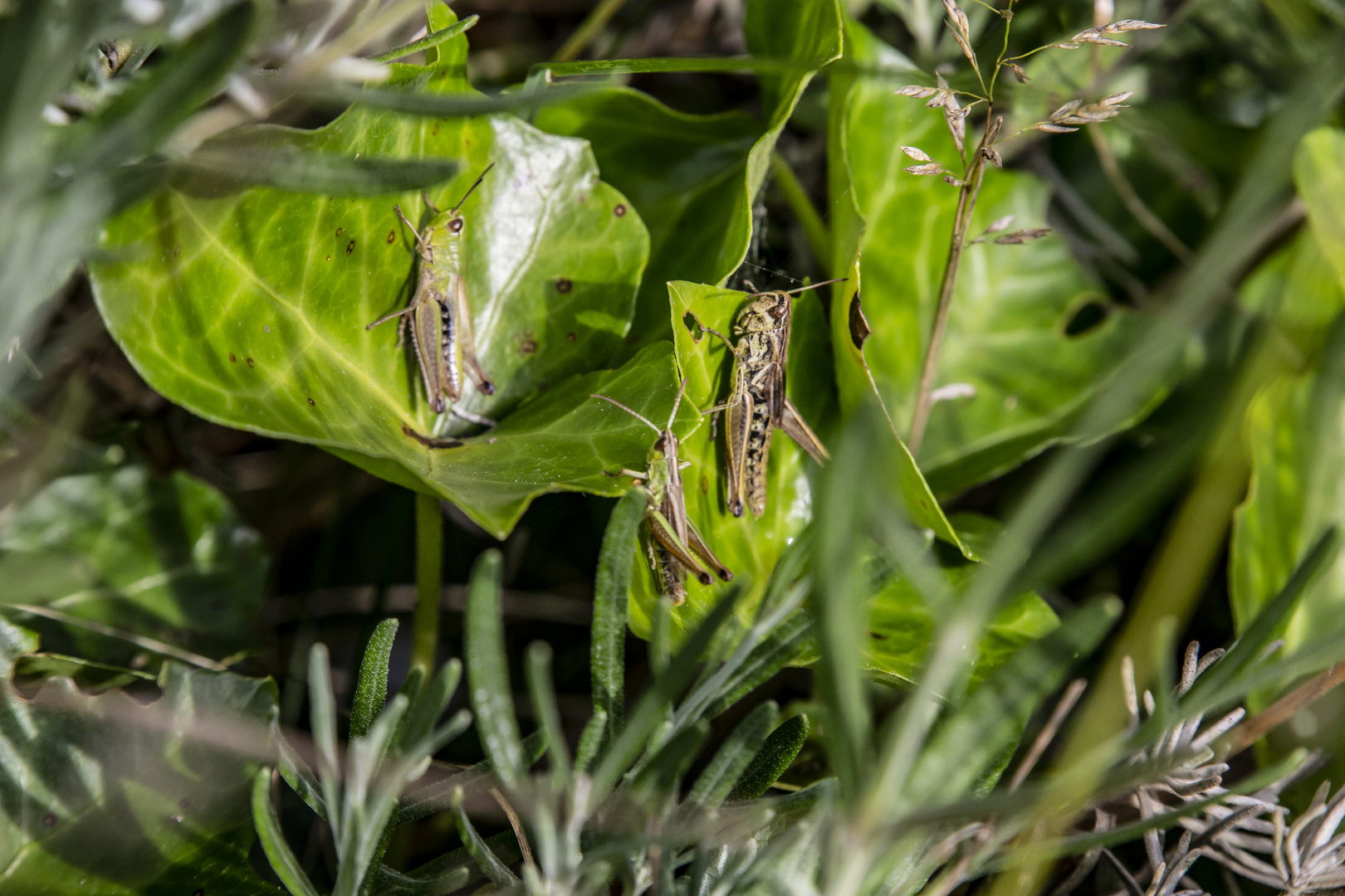 Grasshüpfer am sonnen