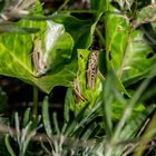 Grasshüpfer am sonnen