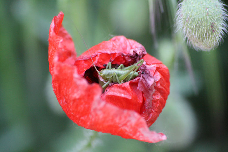 Graßhüpfer auf Mohn