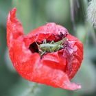 Graßhüpfer auf Mohn