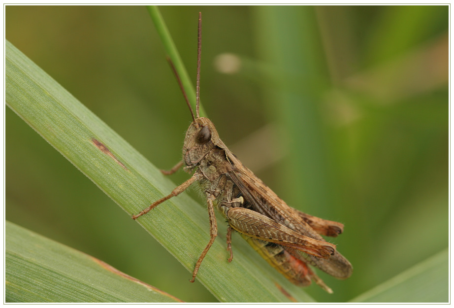 Grasshüpfer