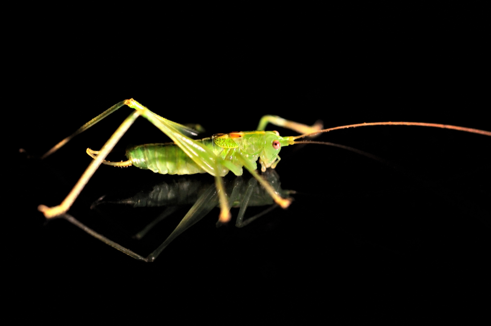 Grasshuepfer bei Nacht