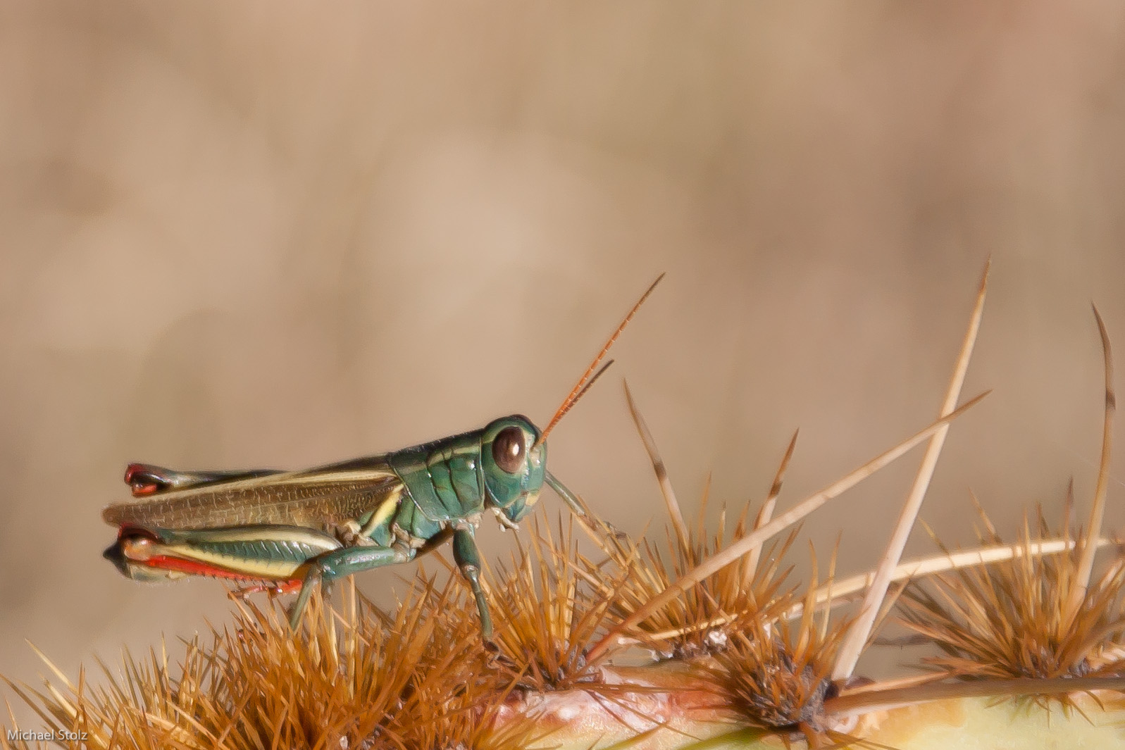 Grasshuepfer in Hueco Tanks Park ,Texas, USA auf einem Kaktus