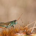 Grasshuepfer in Hueco Tanks Park ,Texas, USA auf einem Kaktus