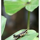 Grasshüpfer - Luang Prabang, Laos