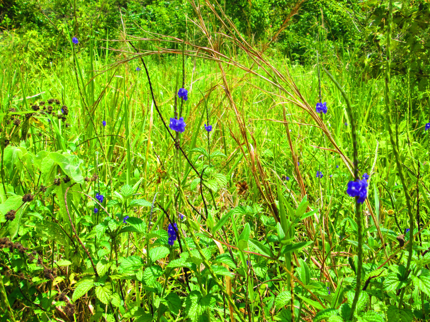 grassland