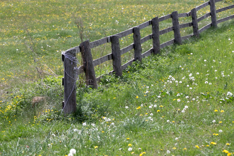 Grassland in Steiermark