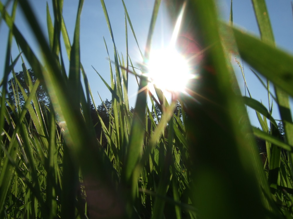 gras&sonne