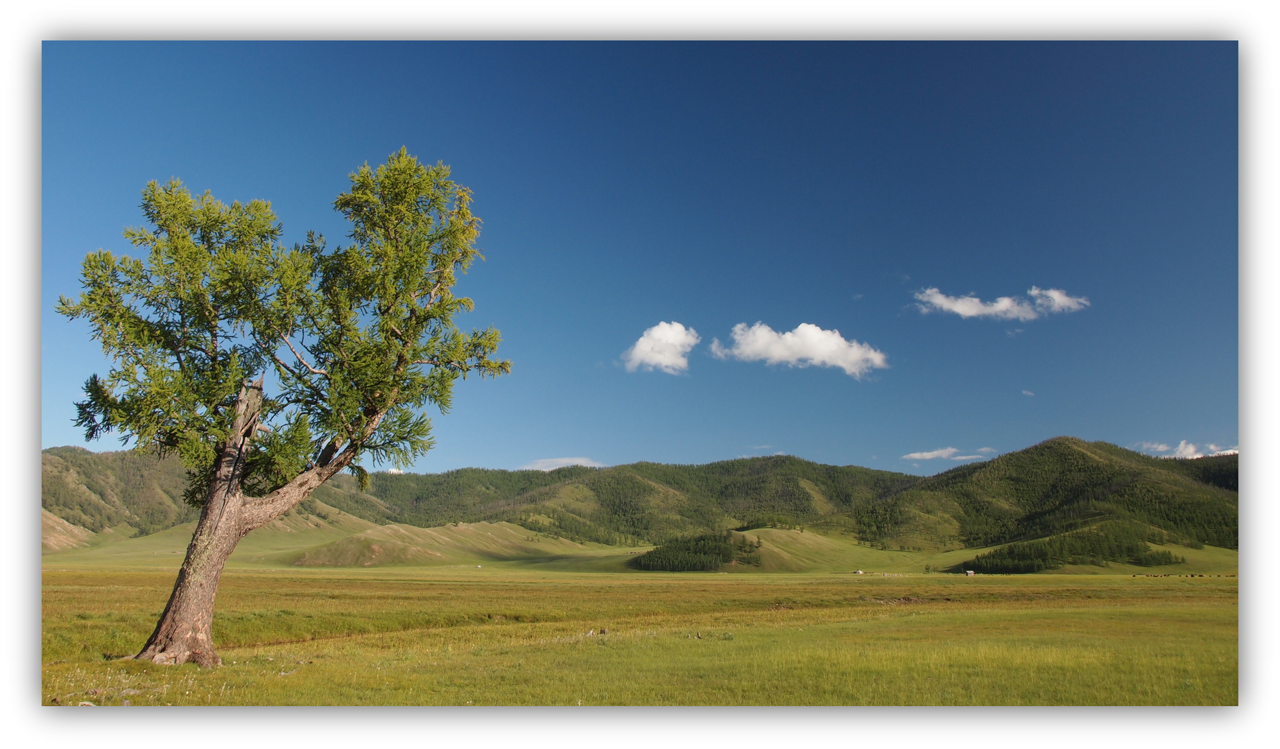 Grasssteppe in der nördlichen Mongolei