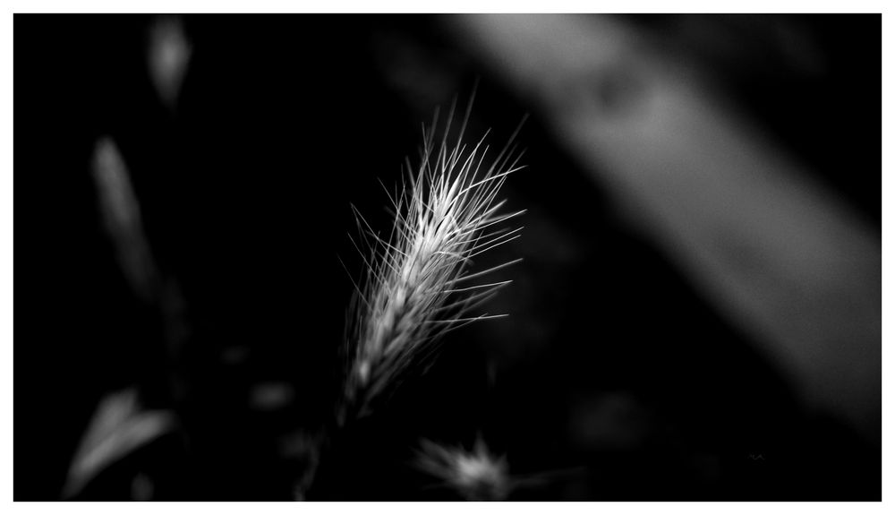 grass°stück 6/6