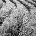 Grasstones