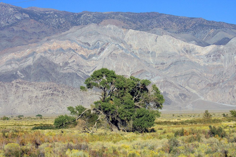 Gras,Tree and Mountains - near the entrance to Death Valley... , Nevada