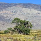 Gras,Tree and Mountains - near the entrance to Death Valley... , Nevada