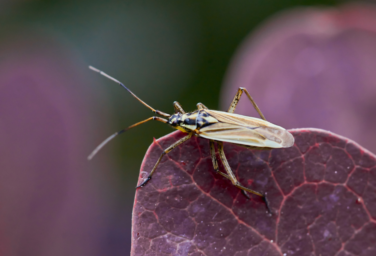 Graswanze (Leptopterna dolabrata)