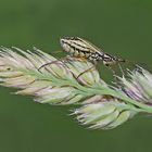 Graswanze (Leptopterna dolabrata)*, Weibchen. - La punaise fait une promenade...  