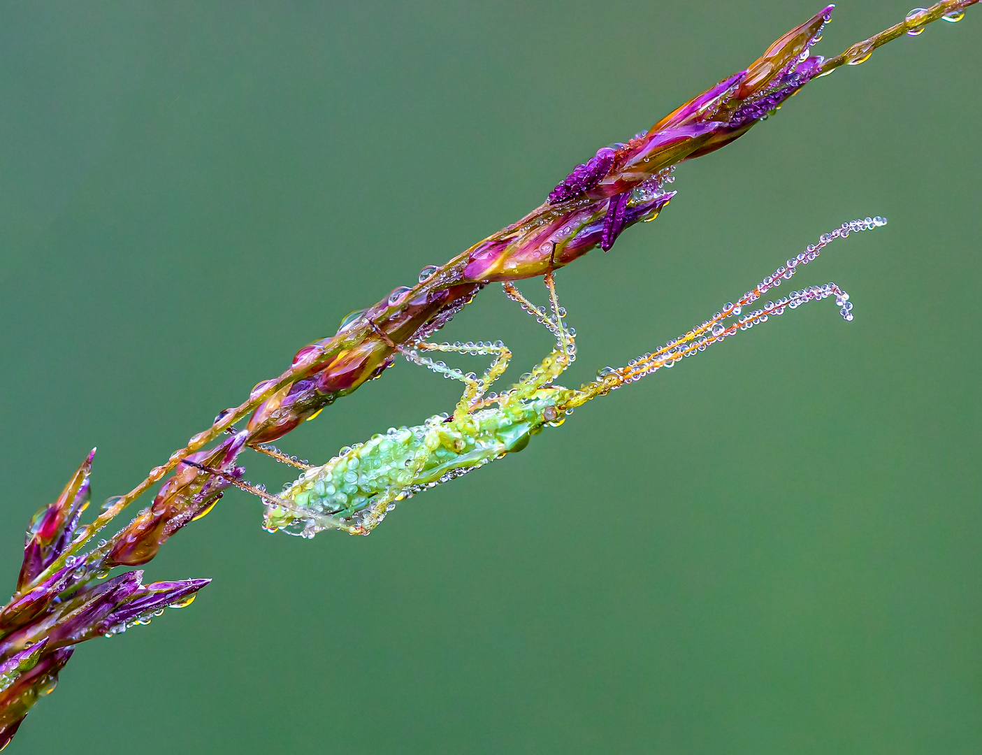 Graswanze mit Tautropfen