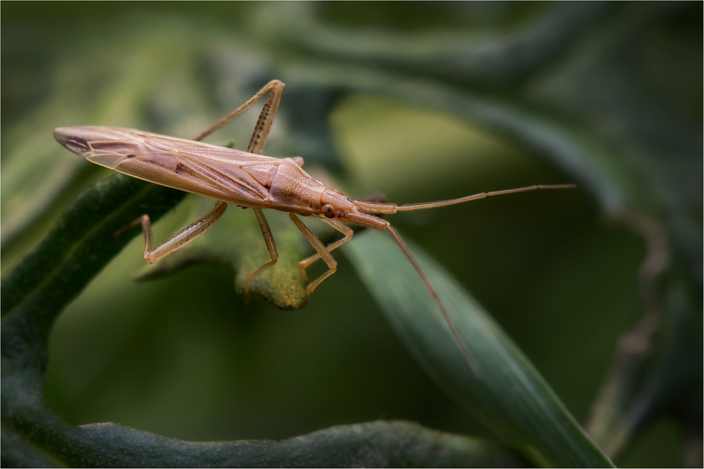 Graswanze (Stenodema laevigata)