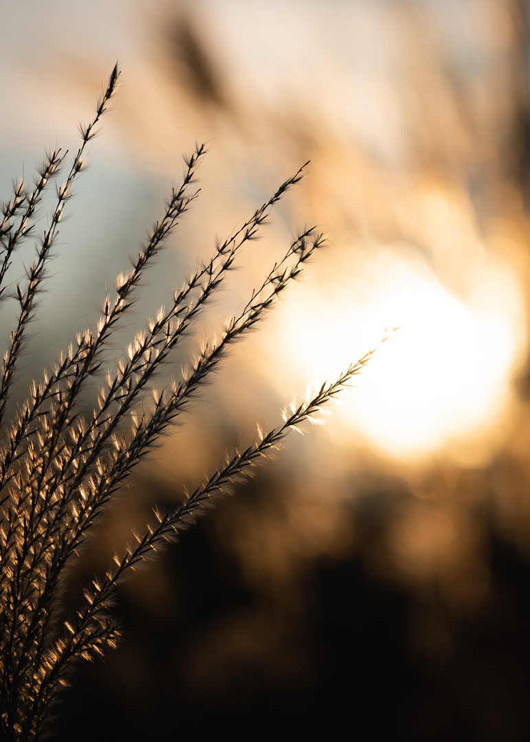 Graswedel im Gegenlicht