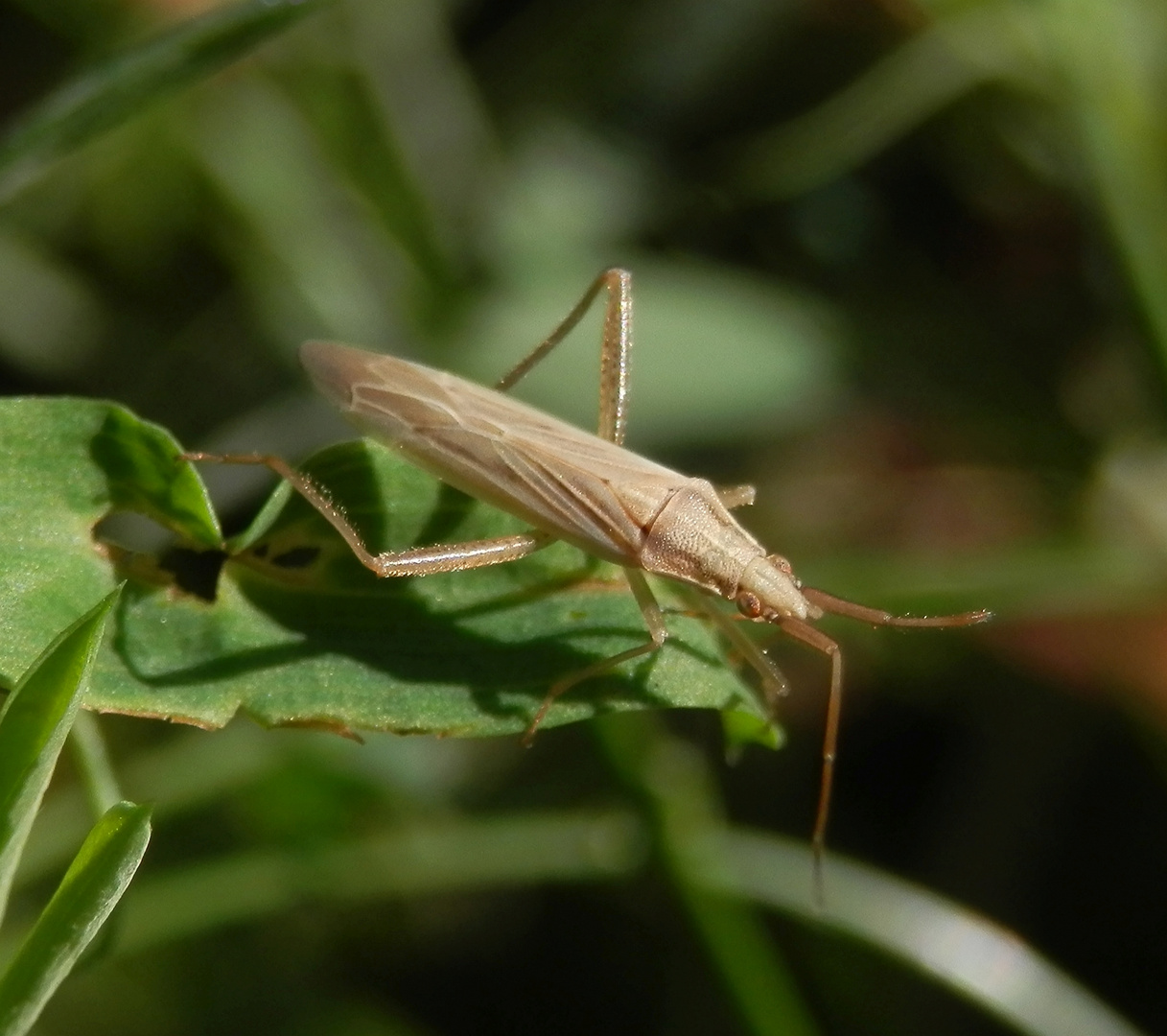 Grasweichwanze (Stenodema laevigatum)