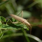 Grasweichwanze (Stenodema laevigatum)