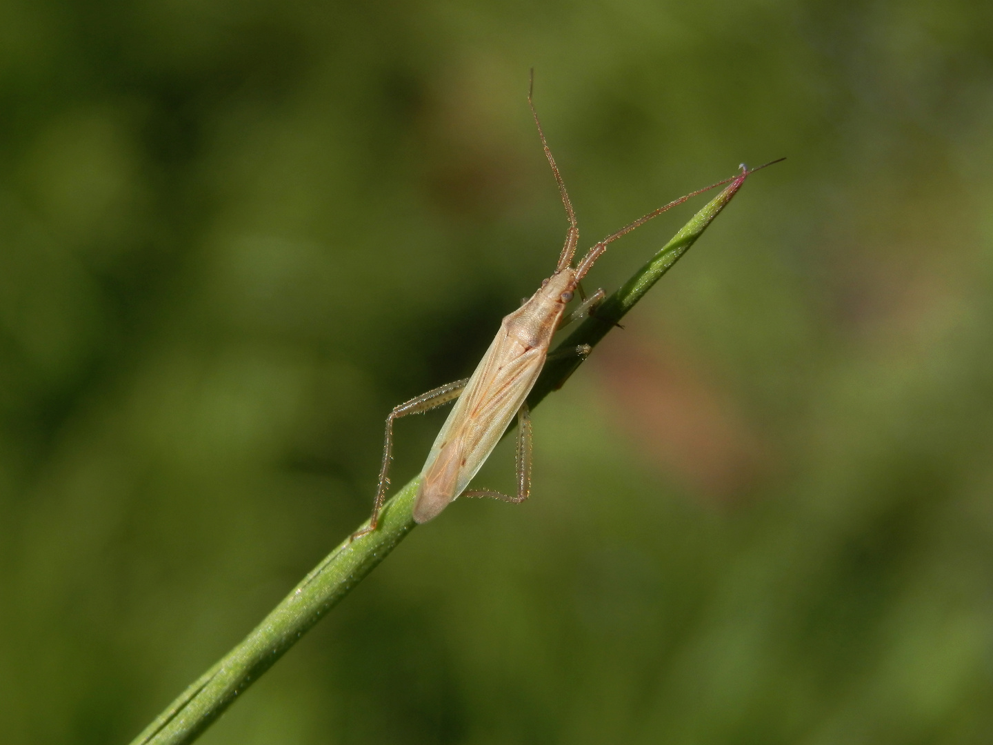 Grasweichwanze (Stenodema laevigatum) auf Weichgras