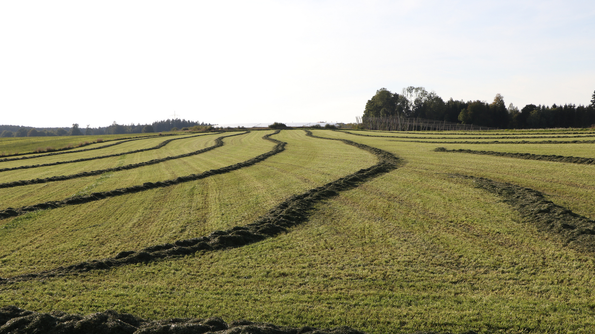 Graswellen, abgemähtes Feld