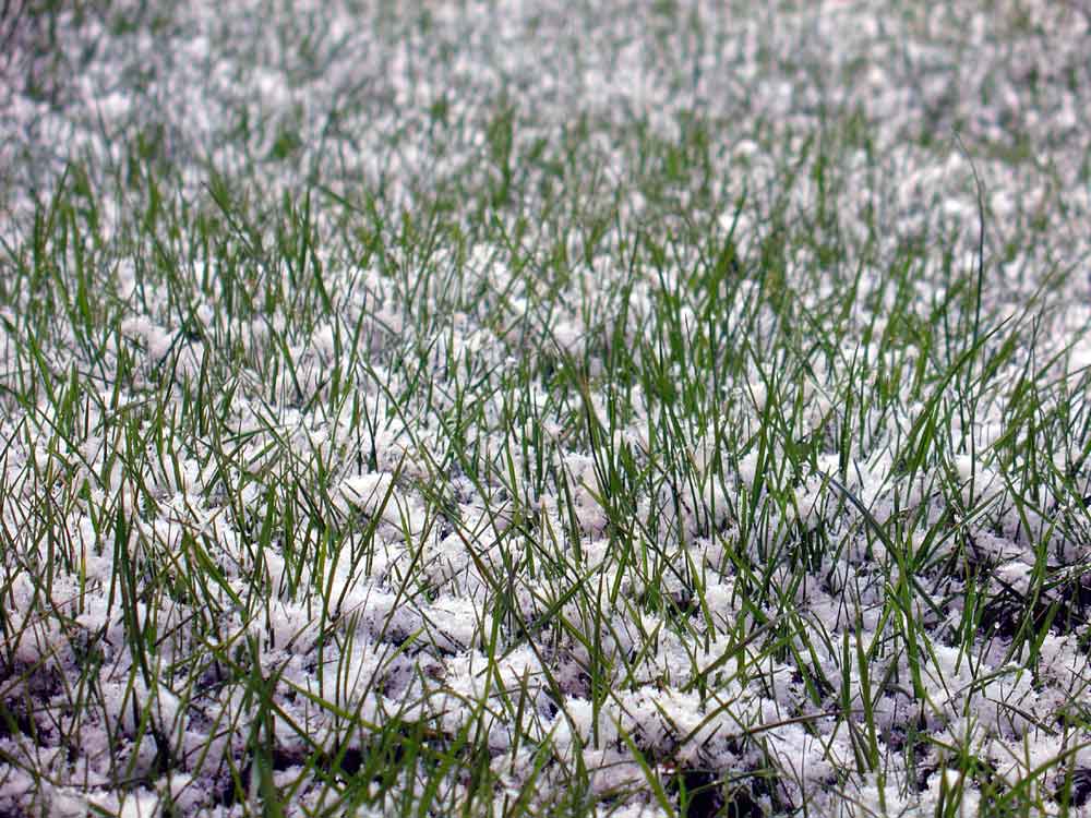Graswiese im Schneebett