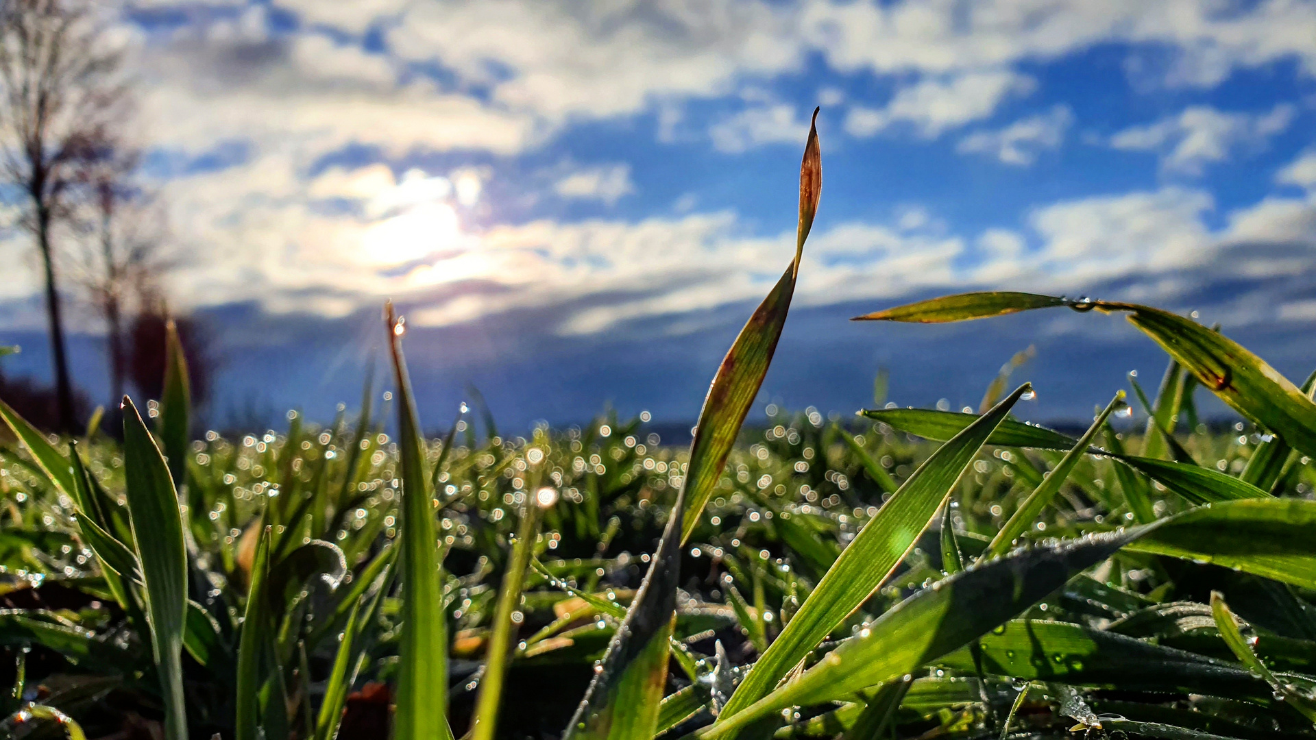 Gras&Wolken 