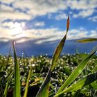 Gras&Wolken 