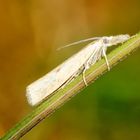 Graszünsler (Agriphila inquinatella)