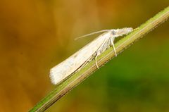 Graszünsler (Agriphila inquinatella)