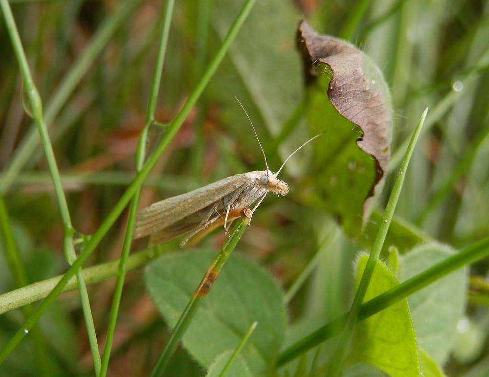 Graszünsler (Agriphila inquinatella)