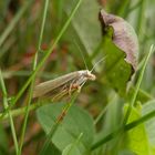 Graszünsler (Agriphila inquinatella)