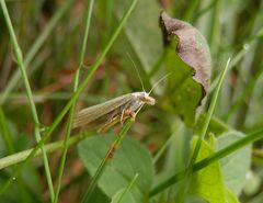 Graszünsler (Agriphila inquinatella)