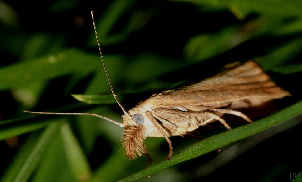 Graszünsler 'Agriphila straminella'...