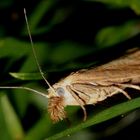 Graszünsler 'Agriphila straminella'...