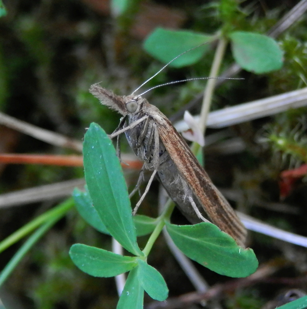 Graszünsler (Agriphila tristella)