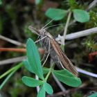 Graszünsler (Agriphila tristella)