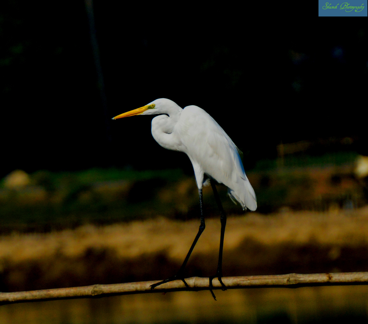 Grater Egret