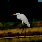 Grater Egret