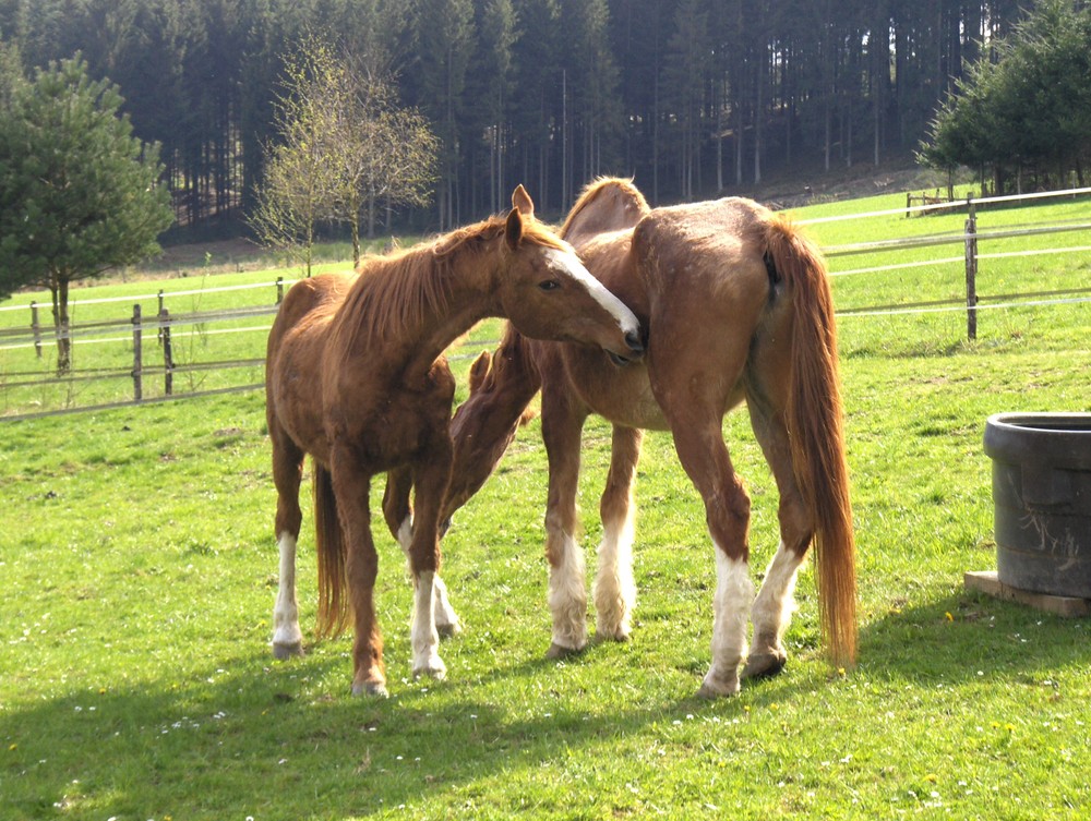 Grattage mutuel entre deux papys