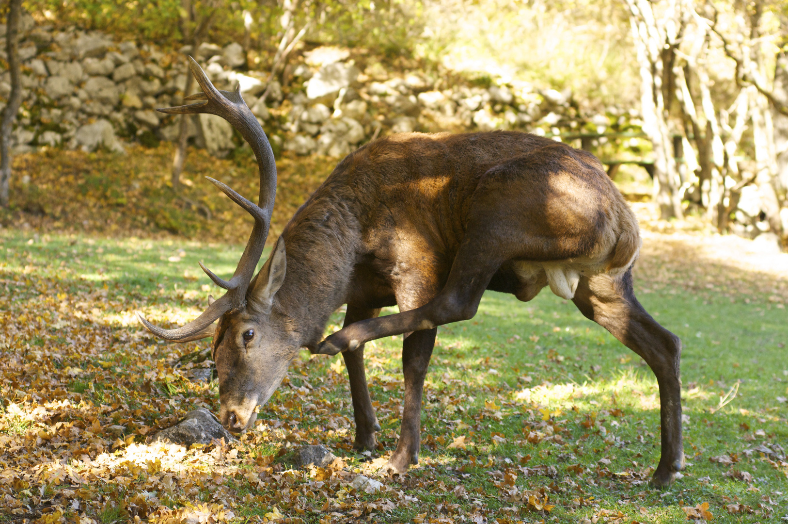 grattata d'orecchie