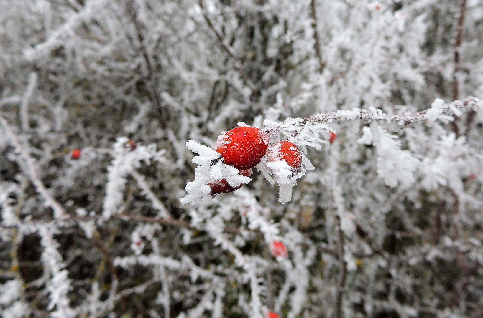 Gratte cul givré du 13 01 24