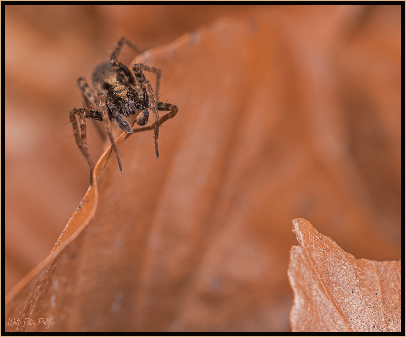 Gratwanderung: junges Pardosa-Männchen im Buchenlaub