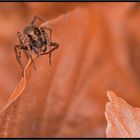 Gratwanderung: junges Pardosa-Männchen im Buchenlaub