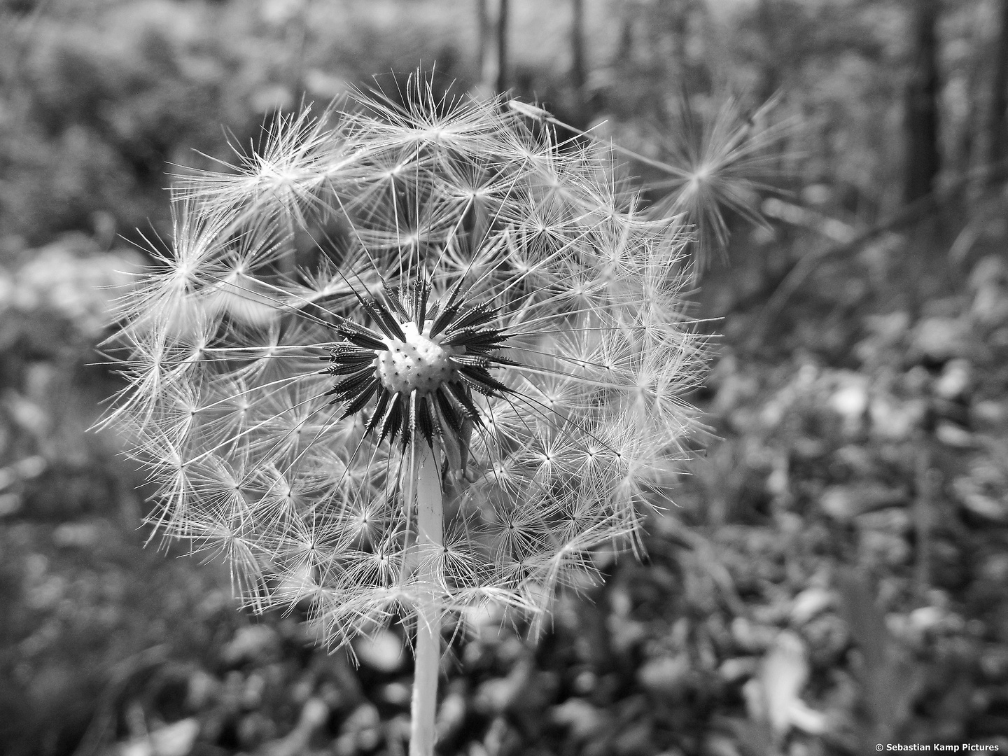 Grau Art Pusteblume